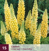 Lupine - Blau - 15 Pflanzen - Schmetterlingsblume - Stauden kaufen?