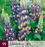 Lupine - Rot - 15 Pflanzen - Schmetterlingsblume - Mehrjährige Pflanzen kaufen?
