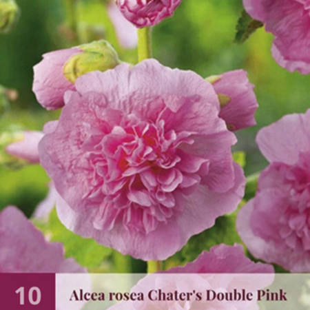 Hollyhock White - 10 Plants - Buy cheap perennials? Garden-Select.com