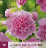 Hollyhock Red - Buy Perennials? - Hardy - Garden-Select.com