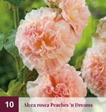 Stokroos Rood - Vaste Planten Kopen? - Winterhard - Garden-Select.nl