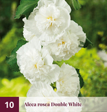 Hollyhock Peaches 'N Dreams - 10 Plants - Buy Alcea Peaches 'N Dreams Hollyhocks?
