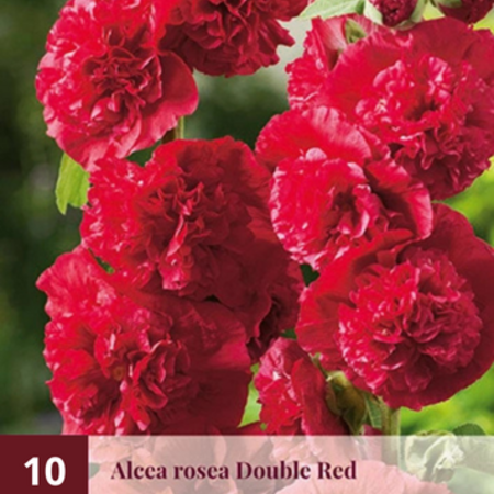 Stockrose Nigra - 10 Pflanzen - Alcea Nigra Stockrosen kaufen? - Garden-Select.de