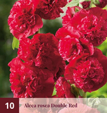 Hollyhock Pink - 10 Plants - Buy Alcea Pink Hollyhocks? - Garden-Select.com