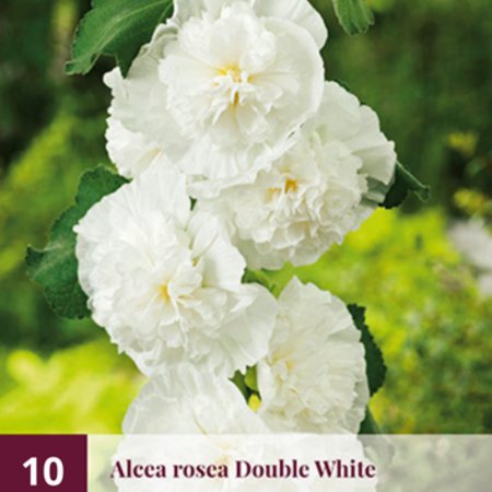 Rosa Stockrose - 10 Pflanzen - Alcea Rosa Stockrosen kaufen? - Garden-Select.de