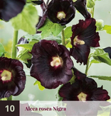 Stokroos Roze - 10 Planten - Alcea Roze Stokrozen Kopen? - Garden-Select.com