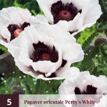 Poppy - Picotee - Oriental Poppy Buy? Garden-Select.com