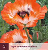 Poppy - Patty's Plum - Poppy - Oriental Poppy - Garden-Select.com