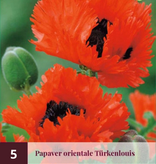 Mohn - Patty's Plum - Mohn - Orientalischer Mohn - Garden-Select.de