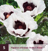 Papaver - Türkenlouis - 5 Planten - Oosterse Klaproos - Vaste Tuinplanten Kopen?