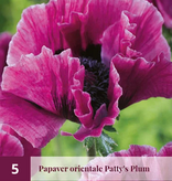 Poppy - Perry's White - 5 Plants - Oriental Poppy - Buy Perennial Garden Plants?