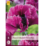 Papaver - Perry's White - 5 Planten - Oosterse Klaproos - Vaste Tuinplanten Kopen?