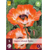Papaver - Perry's White - 5 Planten - Oosterse Klaproos - Vaste Tuinplanten Kopen?