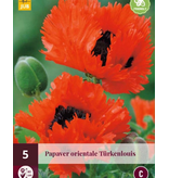 Poppy - Perry's White - 5 Plants - Oriental Poppy - Buy Perennial Garden Plants?