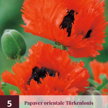 Poppy - Perry's White - 5 Plants - Oriental Poppy - Buy Perennial Garden Plants?