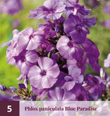 Phlox - Red Riding Hood - Sommerblühende Blumenzwiebeln Kaufen? Garten wählen