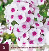 Phlox - Red Riding Hood - Vlambloem - Zomerbloeiers Kopen? Garden Select