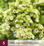 Phlox Paniculata Sherbet Blend - 5 Pflanzen - Schmetterlingsblume - Sommerpflanze