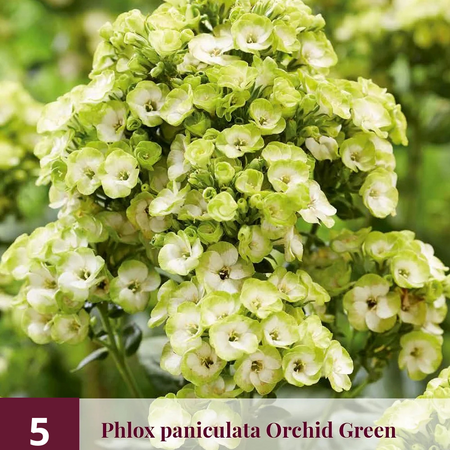 Phlox Paniculata Sherbet Blend - 5 Pflanzen - Schmetterlingsblume - Sommerpflanze