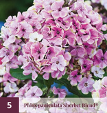 Phlox Paniculata Orchid Green - 5 Plants - Flax flower - Winterproof - Garden-Select.com