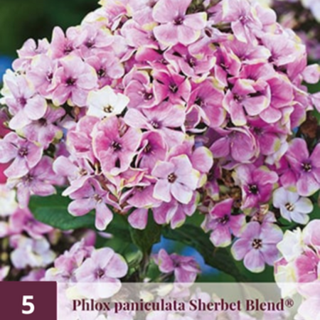Phlox Paniculata Blue Paradise - 5 Plants - Flax flower - Garden-Select.com