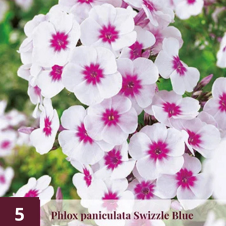 Phlox Paniculata Blaues Paradies - 5 Pflanzen - Flachsblume - Garden-Select.com