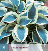 Hosta - White Feather - 5 Plants - Heart Lily - Perennial Plants - Groundcover