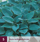 Hosta - White Feather - 5 Pflanzen - Herzblume - Stauden - Bodendecker