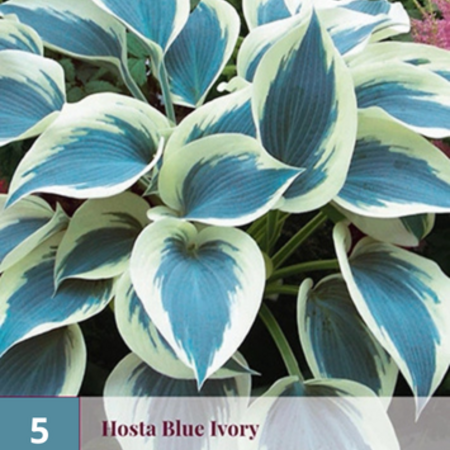 Hosta - Patriot - 5 Plants - Heart Lily - Hardy - Perennial