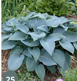 Hosta - Halcyon - 5 Plants - Heart Lily - Hardy - Perennial