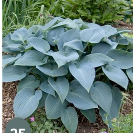 Hosta - Halcyon - 5 Plants - Heart Lily - Hardy - Perennial
