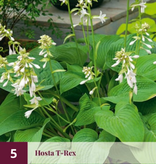 Hosta - Blue Ivory - 5 Pflanzen - Schattengewächse kaufen? - Widerstandsfähig - mehrjährig