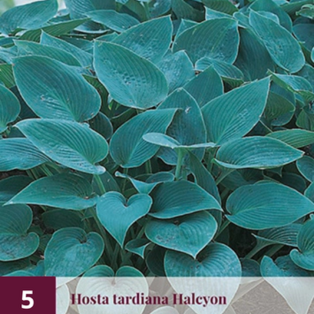 Hosta - Blue Ivory - 5 Plants - Buy Shade Plants? - Hardy - Perennial