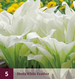 Hosta - Blue Ivory - 5 Pflanzen - Schattengewächse kaufen? - Widerstandsfähig - mehrjährig
