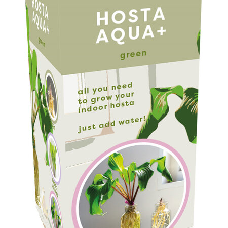 Hosta Aqua + Striped With Glass - Neu - 1 Pflanze - Geschenk kaufen oder Geschäftsgeschenk?