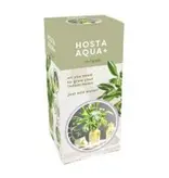 Hosta Aqua + Green mit Glas - Neu - 1 Pflanze - Ein Geschenk oder ein Werbegeschenk kaufen?