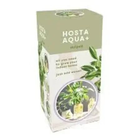 Hosta Aqua + Green mit Glas - Neu - 1 Pflanze - Ein Geschenk oder ein Werbegeschenk kaufen?