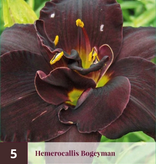 Taglilie / Hemerocallis - Diva's Choice - 3 Pflanzen - Stauden kaufen?