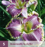 Daglelie / Hemerocallis - Diva's Choice - 3 Planten - Vaste Planten Kopen?