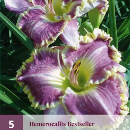 Taglilie / Hemerocallis - Diva's Choice - 3 Pflanzen - Stauden kaufen?