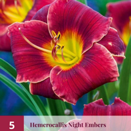 Daglelie / Hemerocallis - Diva's Choice - 3 Planten - Vaste Planten Kopen?