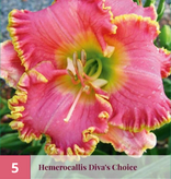 Taglilie / Hemerocallis - Diva's Choice - 3 Pflanzen - Stauden kaufen?