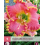 Daglelie / Hemerocallis - Diva's Choice - 3 Planten - Vaste Planten Kopen?