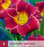 Daylily - Bogeyman - Buy hardy perennials? - Garden-Select.com