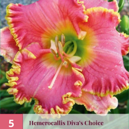 Daylily - Bestseller - Buy Hardy Plants? - Garden-Select.com