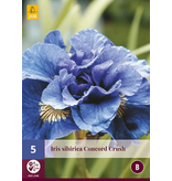 Iris Sibirica Concord Crush - 5 Planten - Lis - Blauw Kleurige Iris Kopen?