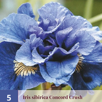 Iris Sibirica Concord Crush - 5 Pflanzen