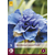 Iris Sibirica Concord Crush - 5 Plants