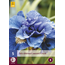 Iris Sibirica Concord Crush - 5 Plants - Lis - Blue Colour Iris Buy?