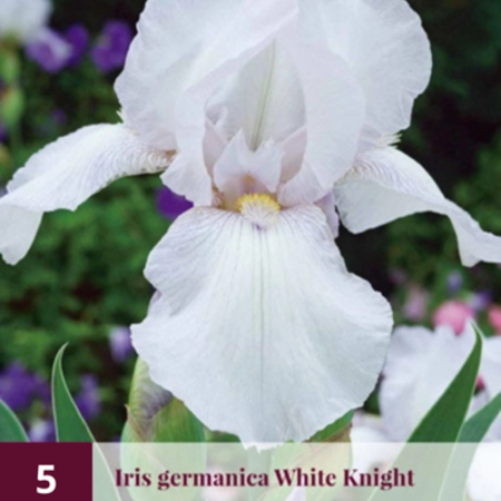 Iris Germanica White Knight - 5 Plants - Hardy - Zwaardiris - Bearded Iris Buy?